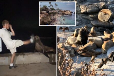 SoCal leaders weigh extreme measures after teen caught kicking sea lion: ‘Completely out of control’