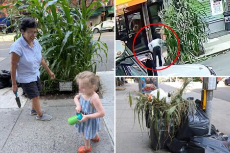 ‘Massacre’ as mystery monster uproots sidewalk corn garden planted by NYC kids