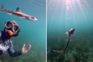 Curious baby shark swims alongside diver in unforgettable encounter: video