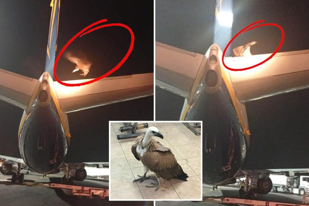 ‘Unprecedented’: Giant vulture delays takeoff after taking plane hostage ‘Unprecedented’: Giant vulture delays takeoff after taking plane hostage