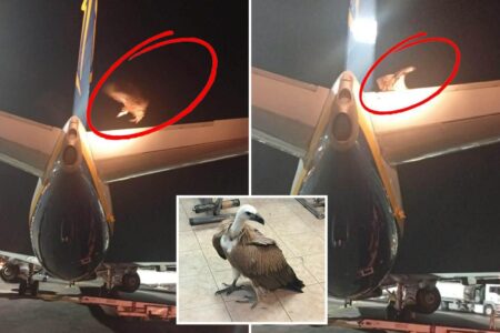 ‘Unprecedented’: Giant vulture delays takeoff after taking plane hostage