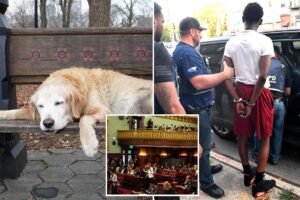 Exclusive | The wacky — and dangerous — NYC bills that could soon be law: Sick leave for pets, abolished gang database and an elephant ban