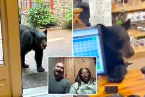 Bear crashes couple’s anniversary getaway, rummages through Tennessee tea shop before jumping on counter Bear crashes couple’s anniversary getaway, rummages through Tennessee tea shop before jumping on counter