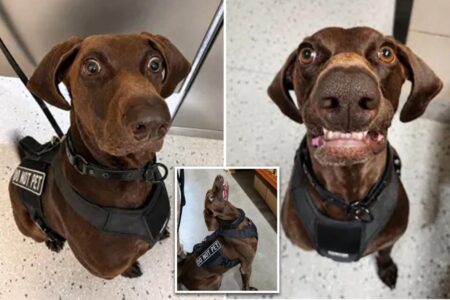 Texas airport dog ‘Bolt’ declared TSA’s ‘cutest canine’ — as viral pooch steals internet’s hearts Texas airport dog ‘Bolt’ declared TSA’s ‘cutest canine’ — as viral pooch steals internet’s hearts