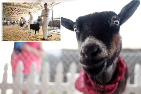 North Carolina warns petting zoo visitors of rabies exposure after baby goats test positive