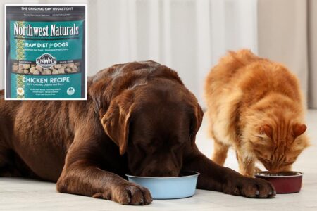 Raw cat and dog food recalled nationwide over salmonella, listeria risk