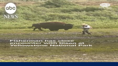 Fisherman has close encounter with bison at Yellowstone National Park