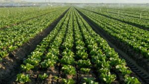 Lettuce farmers plow crops back into soil as cyclosporiasis fears tank demand for fresh greens Lettuce farmers plow crops back into soil as cyclosporiasis fears tank demand for fresh greens