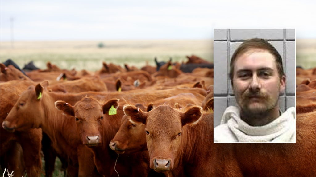 Texas man allegedly bought 77 head of cattle with bad checks totaling over 9K: sheriff Texas man allegedly bought 77 head of cattle with bad checks totaling over 9K: sheriff