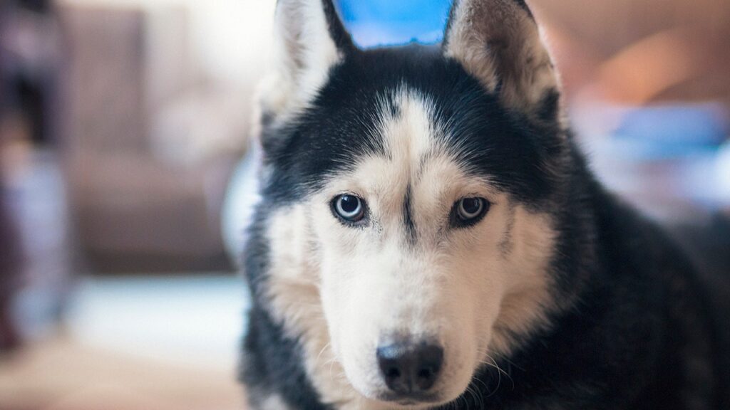 Deadliest animal in every US state revealed, from moose and bears to dogs
