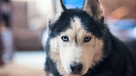 Deadliest animal in every US state revealed, from moose and bears to dogs
