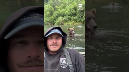 Grizzly bear chows down right next to fishing guide
