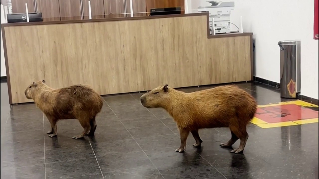 Capybaras crash Brazilian lawmakers’ voting session and steal the show Capybaras crash Brazilian lawmakers’ voting session and steal the show