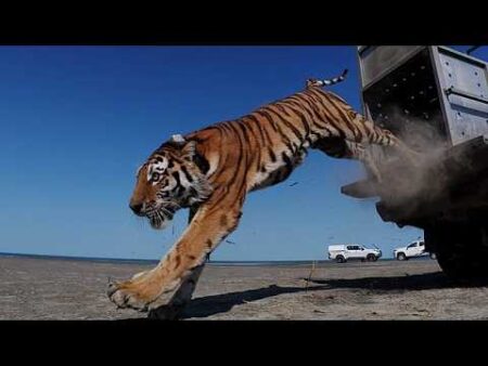 First tiger released into the wild in Kazakhstan 70 years after Turan tiger extinction First tiger released into the wild in Kazakhstan 70 years after Turan tiger extinction