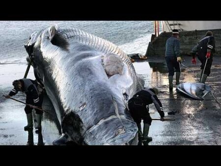 Iceland orders expulsion and re-entry ban on 21 anti-whaling activists, police say