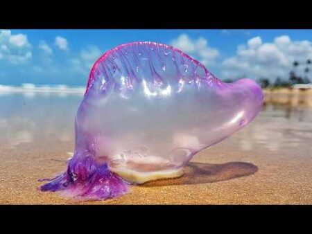 Portuguese man o’ war spread in Spain: what to do if you are stung