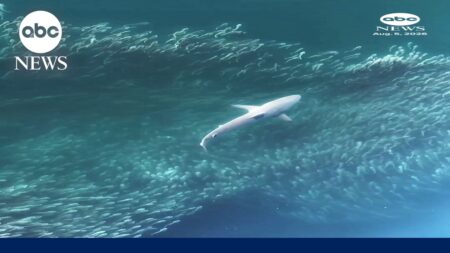 Drone footage shows shark hunting school of fish Drone footage shows shark hunting school of fish