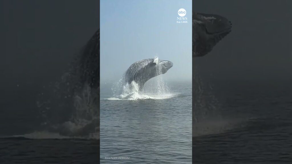 Epic whale breach in Quebec
