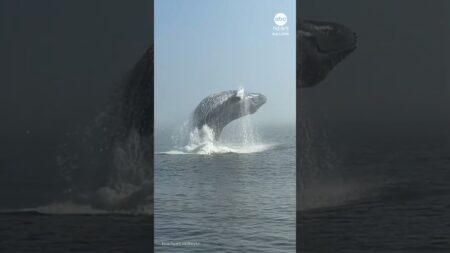 Epic whale breach in Quebec