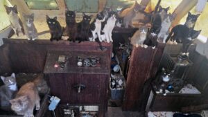 Police rescue 60 cats and kittens from abandoned sailboat off Washington beach after 6-day operation