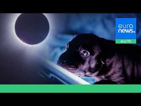 Anxious dogs and silent birds: What happens to animals during a total solar eclipse?