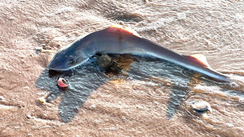 Beach walk takes horrifying turn after woman spots something scattered in the sand