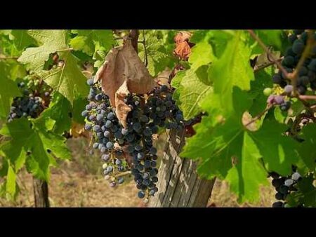 Grape harvest in Hungary’s Villány wine region down 30% due to drought