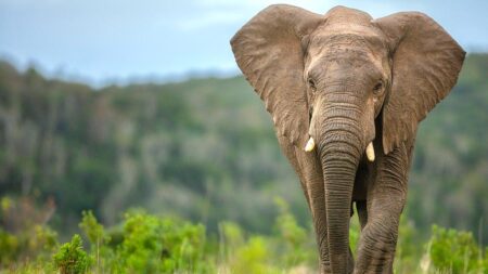 Elephants may have played surprising role in early human survival, study suggests