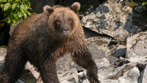 Alaska runner hospitalized after using bear spray to fight off brown bear on Alaska trail Alaska runner hospitalized after using bear spray to fight off brown bear on Alaska trail