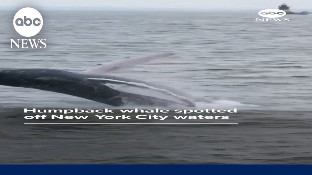 Humpback whale spotted off NYC waters