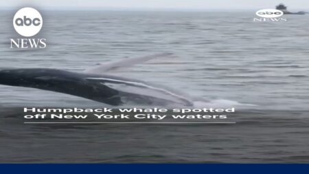 Humpback whale spotted off NYC waters Humpback whale spotted off NYC waters