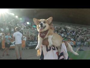 A race of short legs and big personalities: corgis take over Vilnius