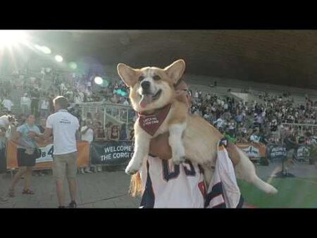 A race of short legs and big personalities: corgis take over Vilnius