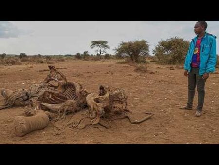 Mysterious elephant deaths in Kenya leave experts searching for answers Mysterious elephant deaths in Kenya leave experts searching for answers