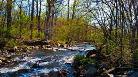 Dangerous rabid beavers attack 2 teens, with 1 airlifted and popular park partially closed