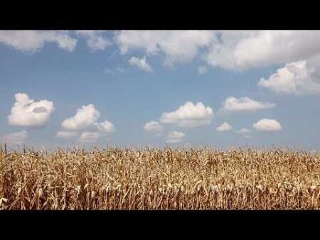 Alsace farmers turn to pulses to cope with drought