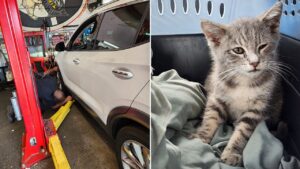 Surprise traveler trapped beneath car for hundreds of miles gets new chance at life Surprise traveler trapped beneath car for hundreds of miles gets new chance at life