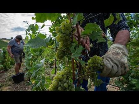 Champagne harvest: why picking begins as early as mid-August