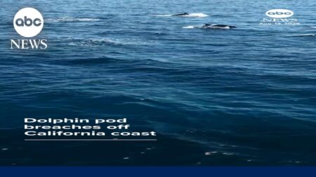 Dolphin pod breaches off California coast