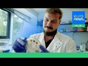 ‘Nature makes every colour in the world’: Meet the company brewing an end to toxic chemical dyes