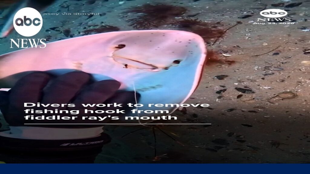 Divers work to remove fishing hook from fiddler ray’s mouth