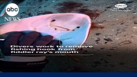 Divers work to remove fishing hook from fiddler ray’s mouth