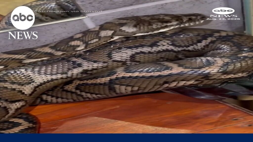 Carpet python breaks glass after sneaking into bathroom