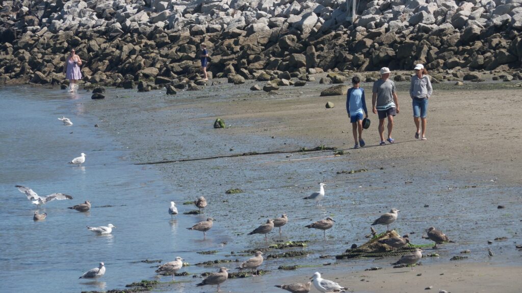 Shark sightings surge along southern Maine coast as experts explain what’s driving the spike Shark sightings surge along southern Maine coast as experts explain what’s driving the spike