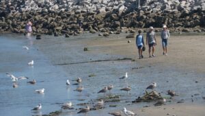 Shark sightings surge along southern Maine coast as experts explain what’s driving the spike Shark sightings surge along southern Maine coast as experts explain what’s driving the spike