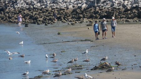 Shark sightings surge along southern Maine coast as experts explain what’s driving the spike