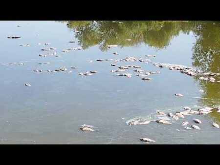 Fight for water: Dried-up lakes and mass fish deaths at one of Hungary’s largest fish farms
