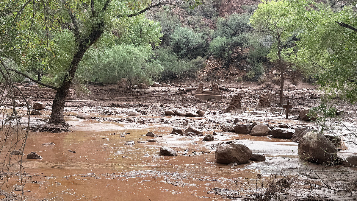 Muddy floodwater and debris flow through a tree-lined section of Bright Angel Canyon in Grand Canyon National Park