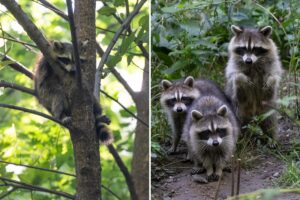 Rabid raccoon cases in NYC outpacing last year by 57% Rabid raccoon cases in NYC outpacing last year by 57%