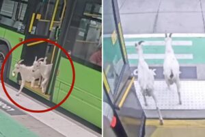 Fare-evading goats back home after hopping on public Portland bus during morning commute Fare-evading goats back home after hopping on public Portland bus during morning commute